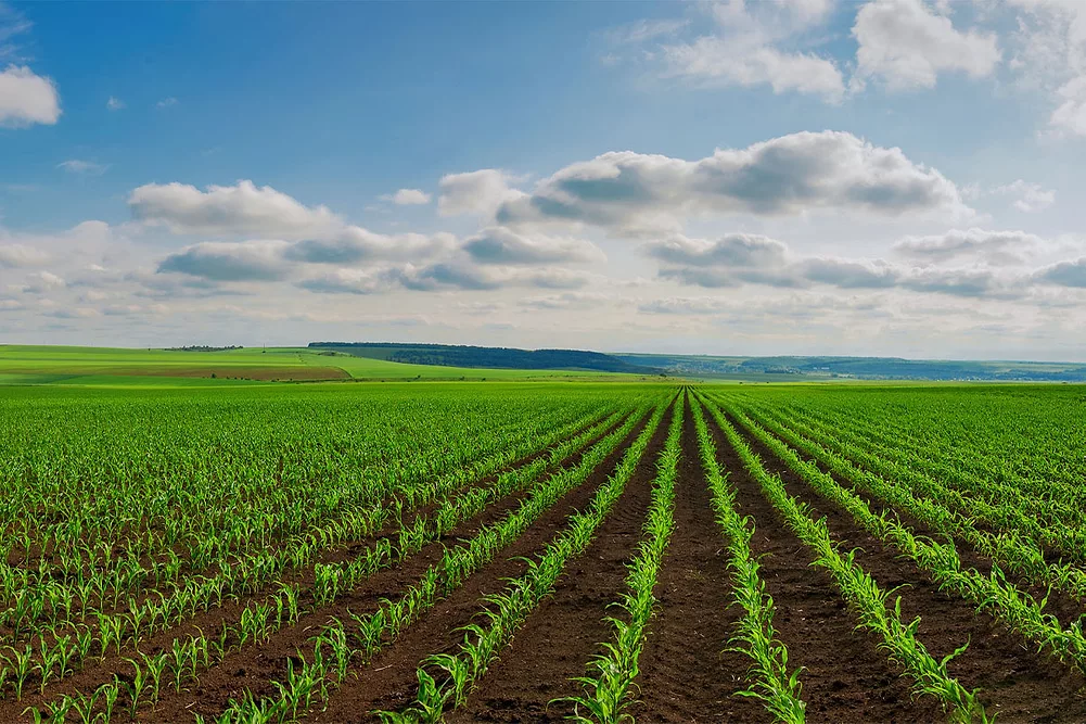 Corn field against a blue sky
