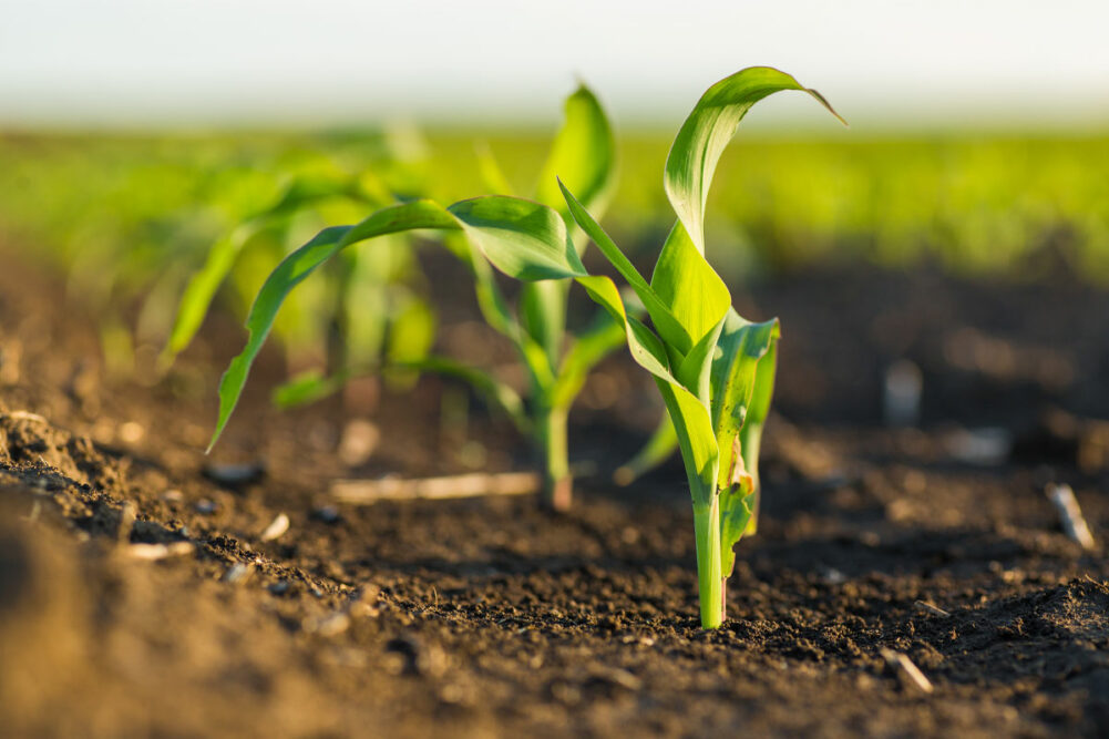 Corn field