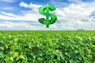 Soybean field with dollar sign floating above it