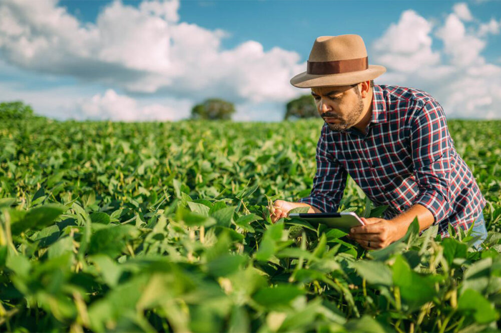 Man in a crop field