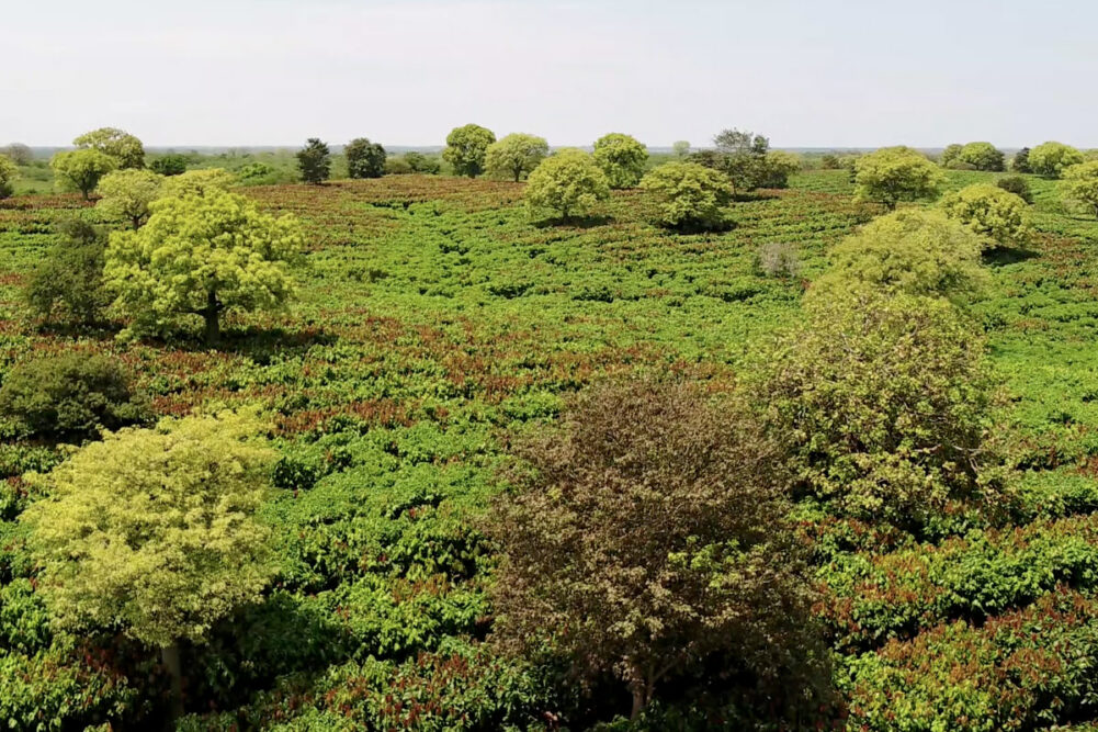 Mars Cocoa Farm in Ecuador