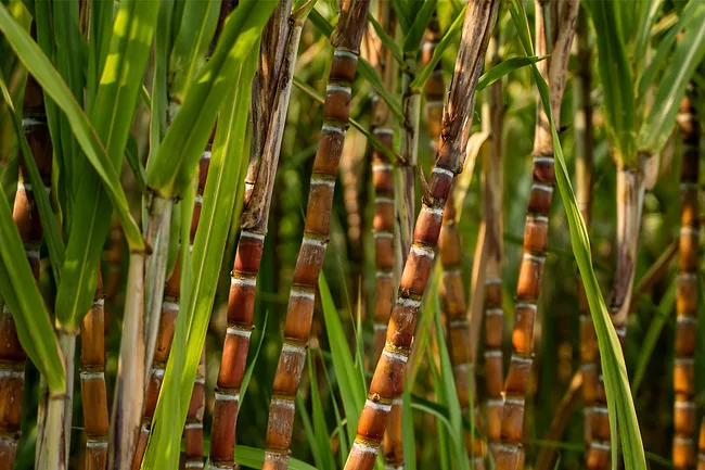 Sugar cane field