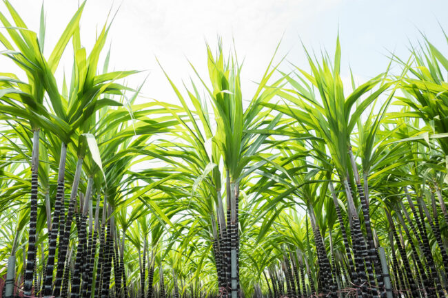 Sugar cane field