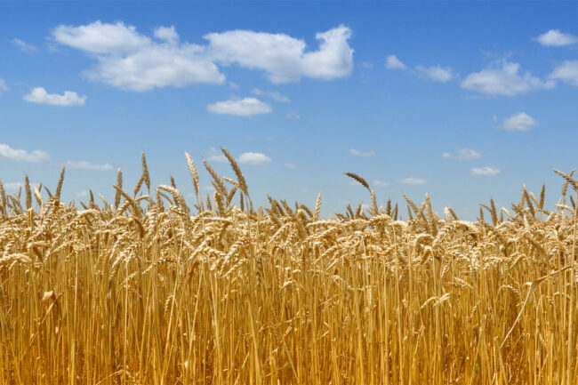 Wheat field