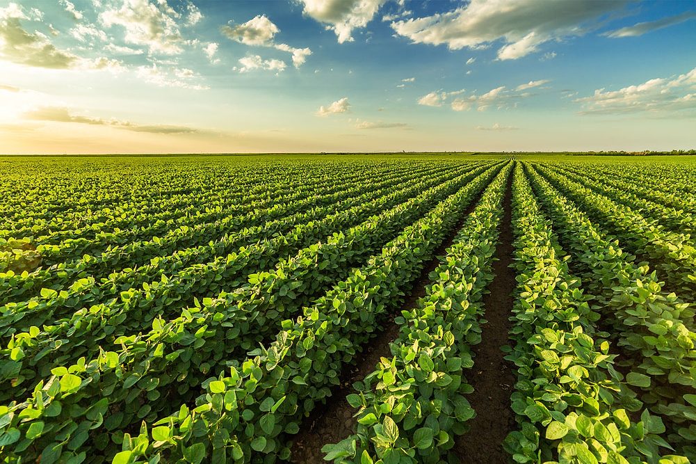 Soybean field