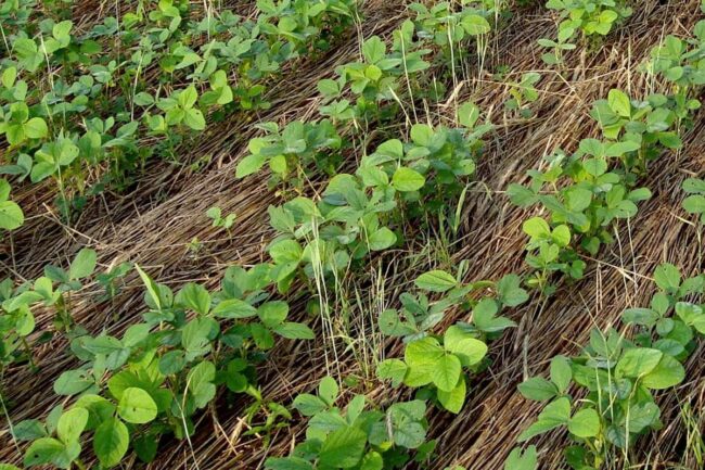 Corbion's cover crop