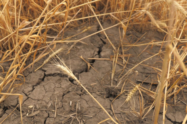 Dry wheat in a drought