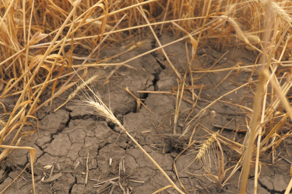 Dry wheat in a drought