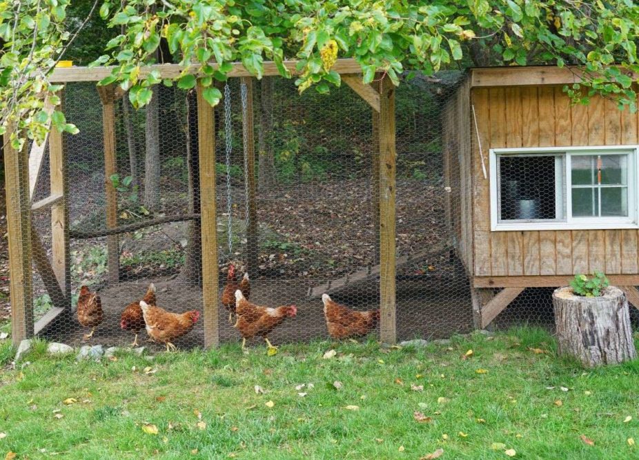 Chicken coop in a backyard