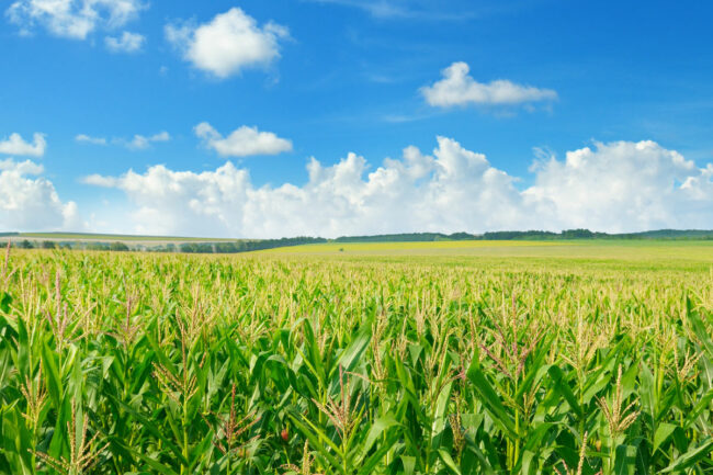 Corn field