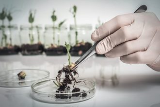 Scientist working with a plant in a petri dish