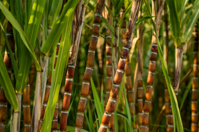 Sugar cane field