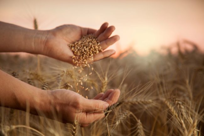 Wheat seeds in a hand