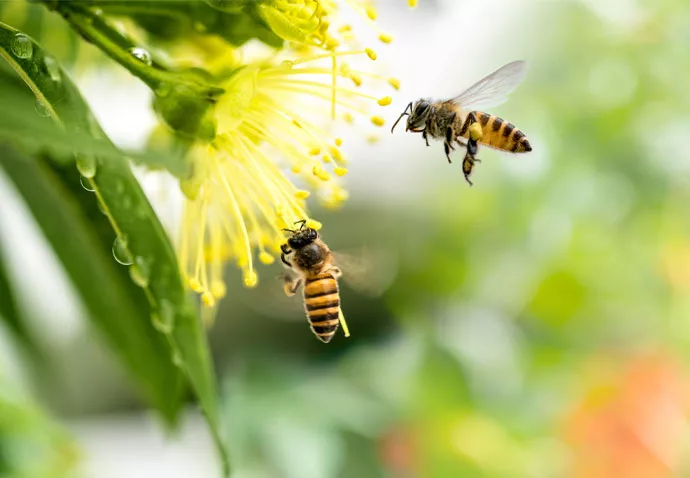 Bees pollinating flowers
