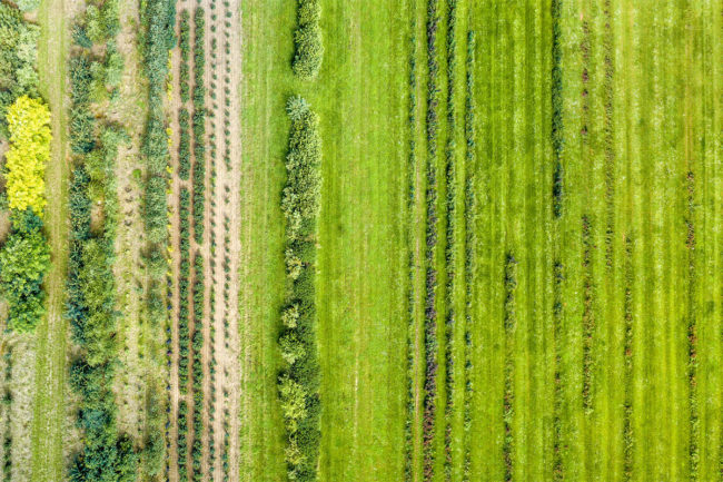 Sustainable crop field