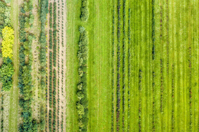 Sustainable crop field