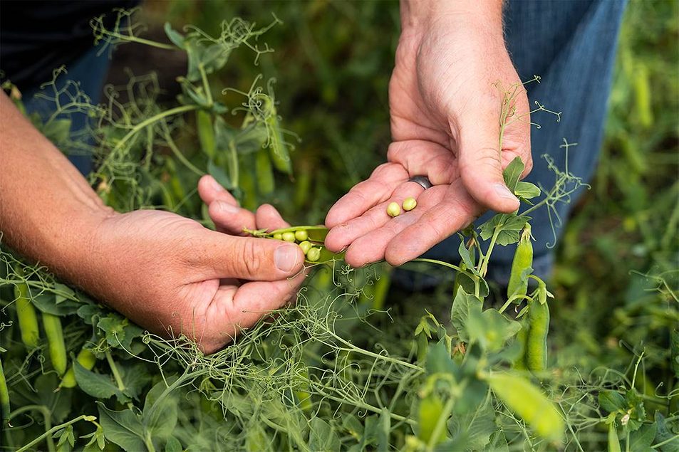 Organic pea protein ingredient now available from Merit ...