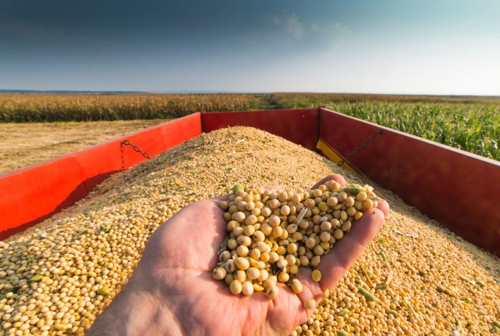 A hand holding soybeans