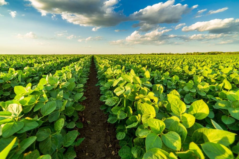 Green field of soybeans