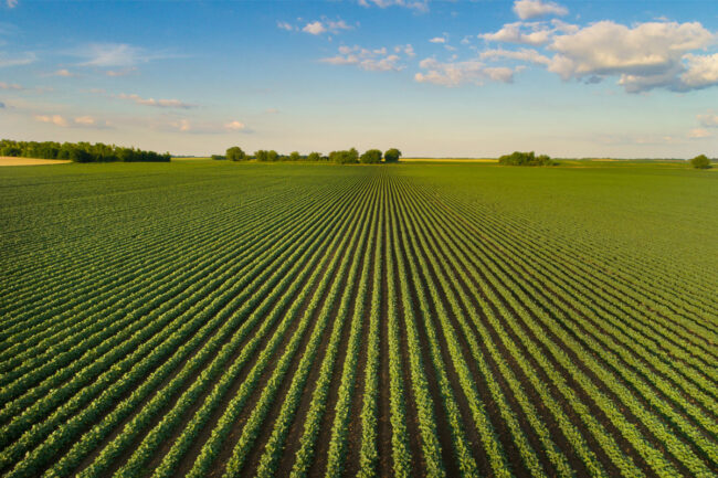 Soybean field