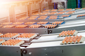 Egg cartons on a conveyor belt