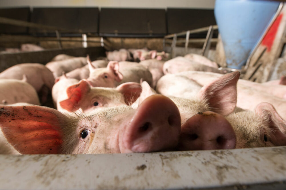 industrial pig farming