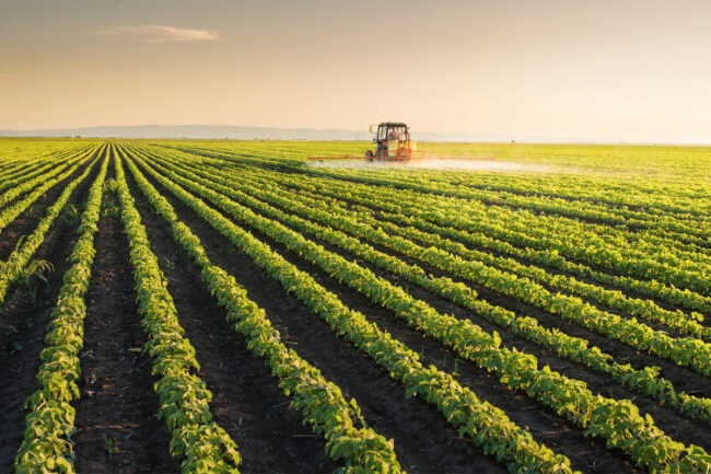 Field of crops