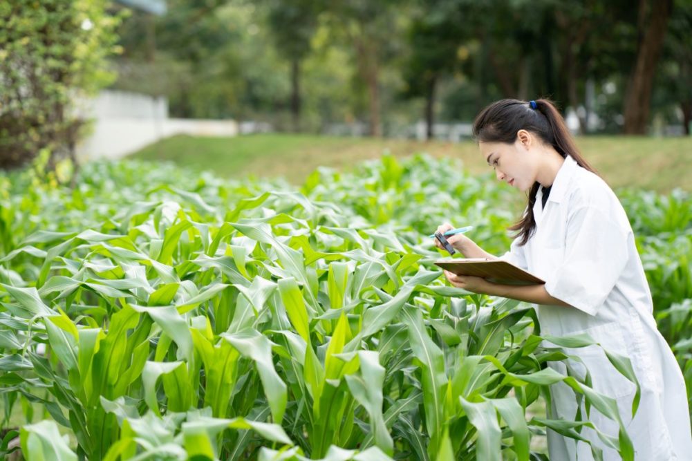 Scientist studying corn