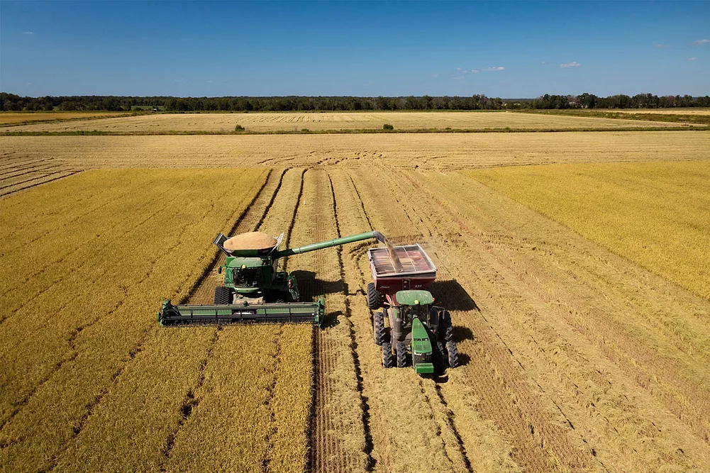 Tractor harvesting rice