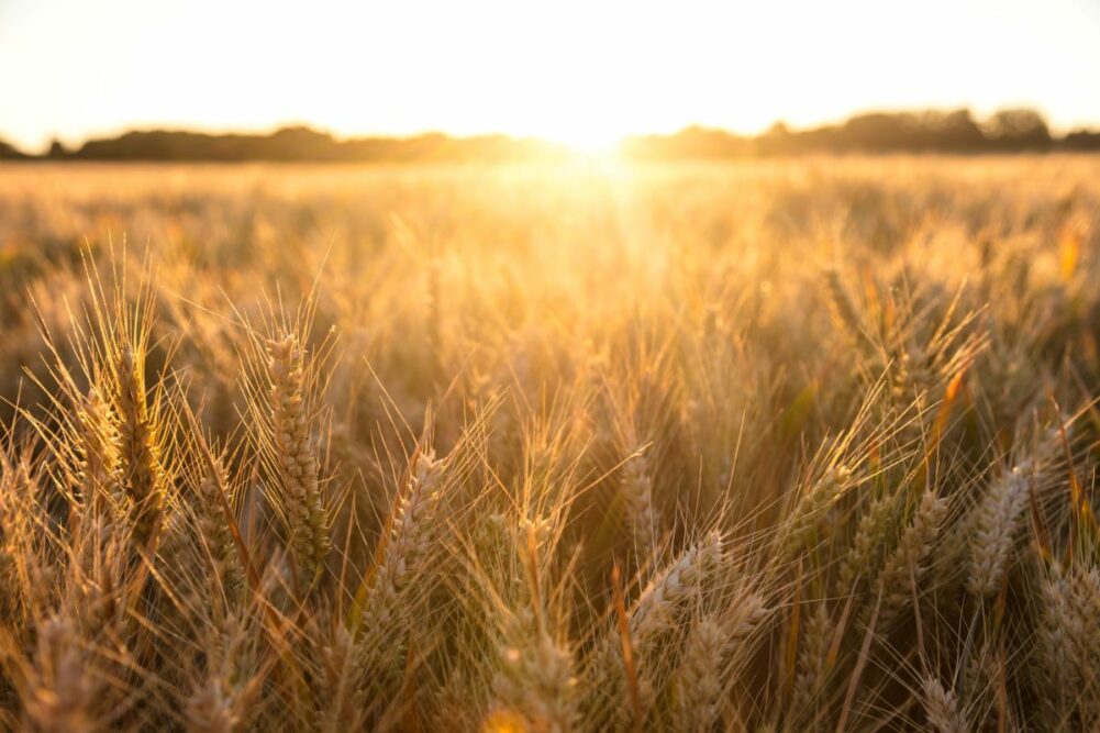 Field of wheat