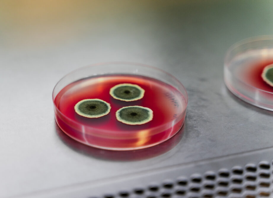 Michroma Fungal Colonies