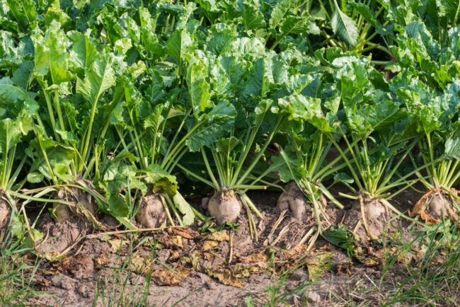 American sugar beets