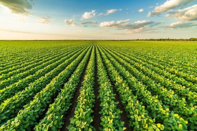 Soybeans in a field