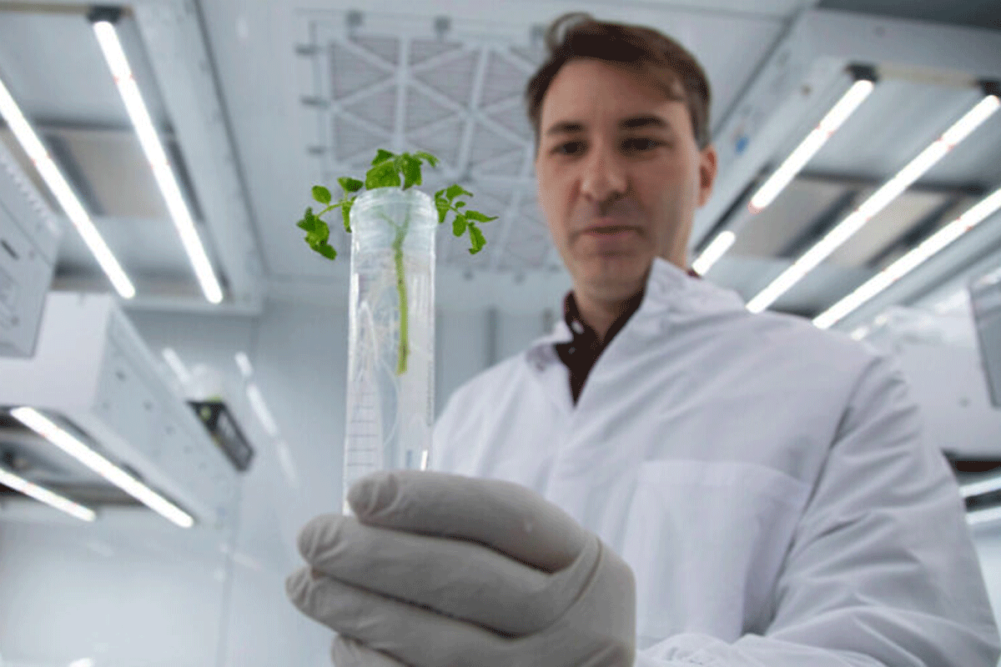 Scientist holding a plant propagation 