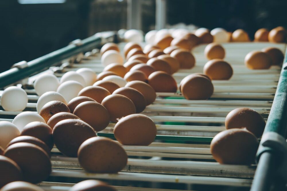 Eggs on a conveyor belt