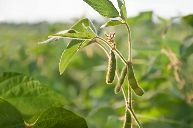 Soybeans in a field