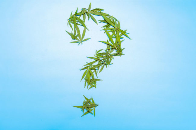 Marijuana leaves in a question mark shape