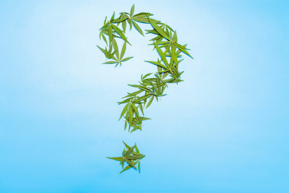 What’s next for CBD? | Food Business News What’s next for CBD? | Food Business News