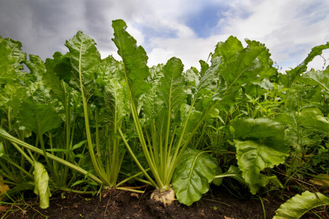 Sugar beets in the ground