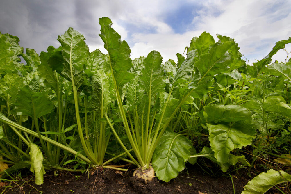 Sugar beets in the ground