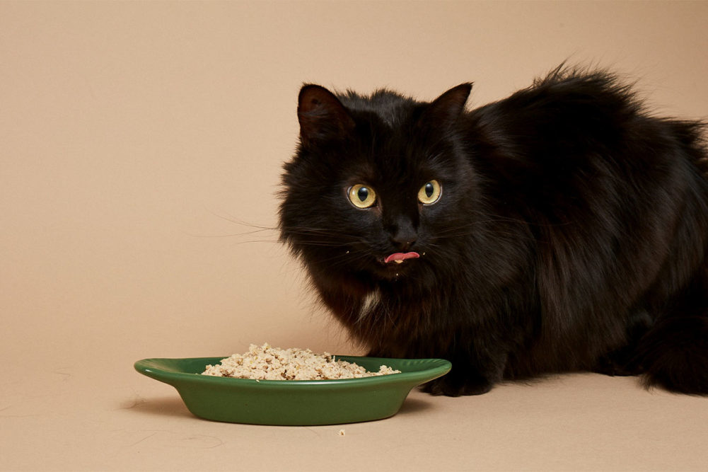 Human grade cat food online