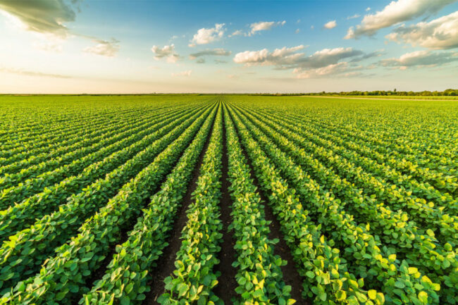 Soybean field