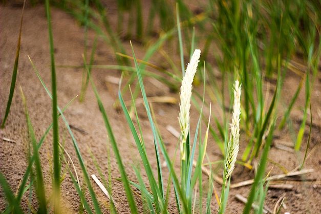Wheat crop troubled in Plains solid in Central states Wheat crop troubled in Plains solid in Central states