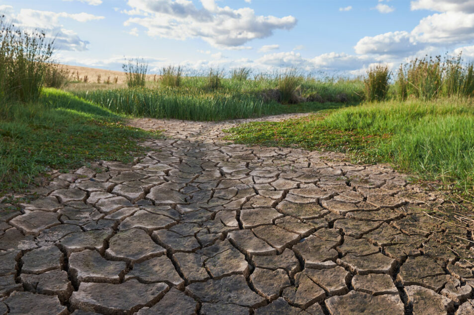 Drought may leave flour prices elevated into 2025 Al Jazeera News Today