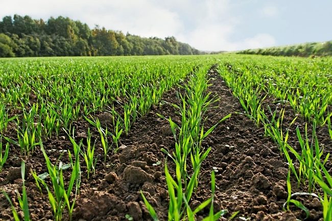 Young wheat crop in a field