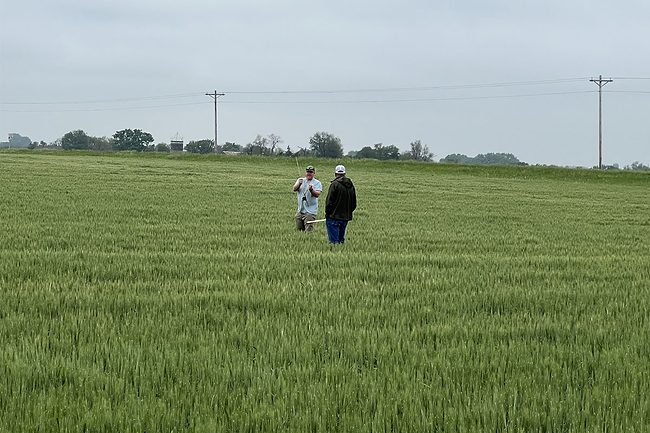 Hard winter wheat scouts in a field