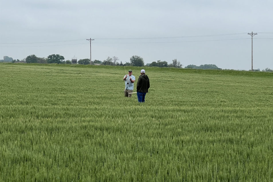 Moisture-deficient winter wheat in west highly variable