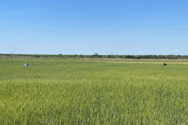 Wheat field in Kansas