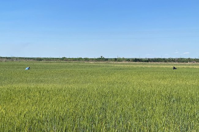 Wheat field in Kansas