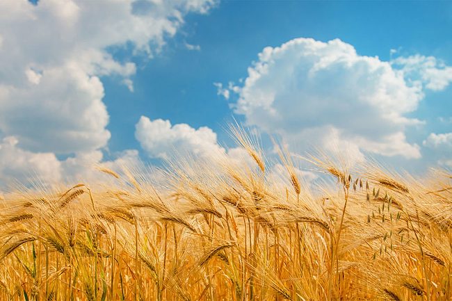Wheat Field